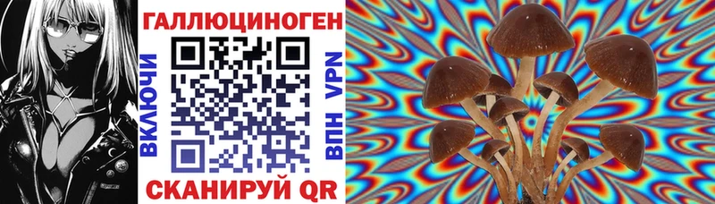 blacksprut сайт  Белгород  Псилоцибиновые грибы Psilocybe 
